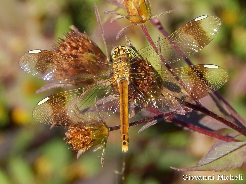 Un p� di Libellule: Sympetrum pedemontanum, femmine e maschio